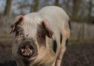 varken op de boerderij