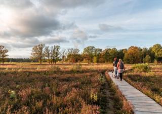 Wolfslaar: vlonderpad mastbos